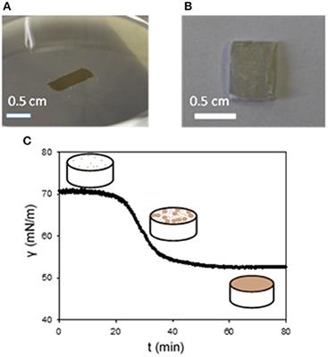 Polydopamine Functionalization: A Smart and Efficient Way to Improve Host Responses to e-PTFE Implants